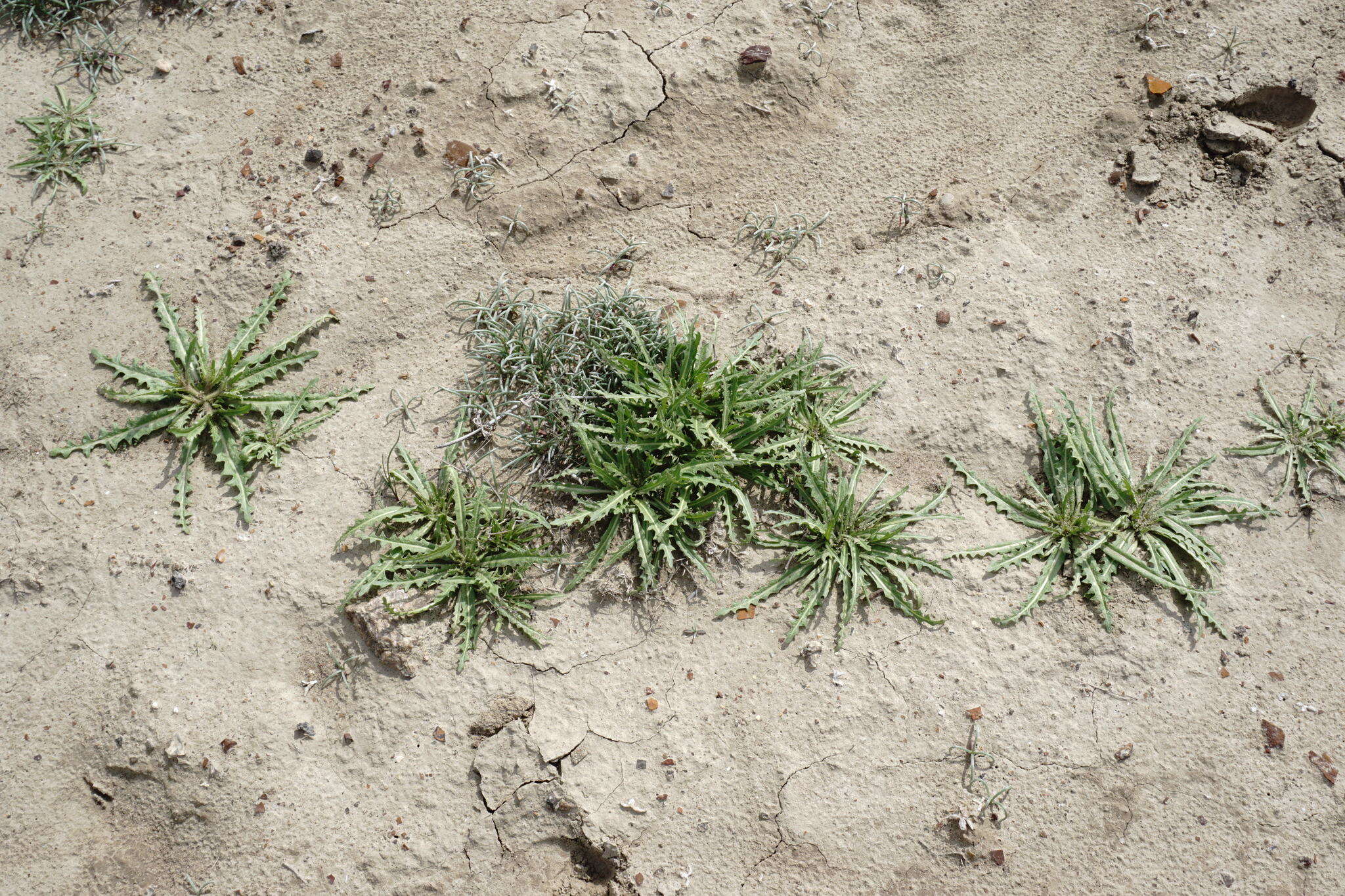 Image of Neotorularia torulosa (Desf.) Hedge & J. Léonard