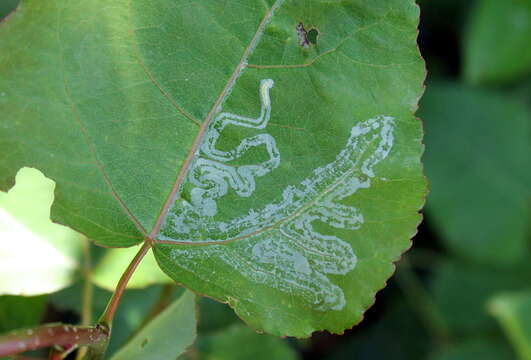 Image of Phyllocnistis labyrinthella (Bjerkander 1790)