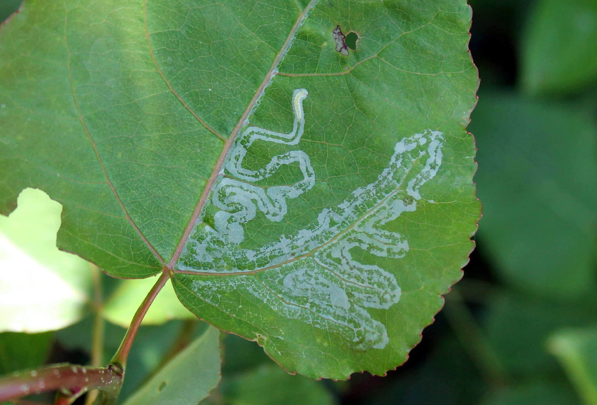 Image of Phyllocnistis labyrinthella (Bjerkander 1790)