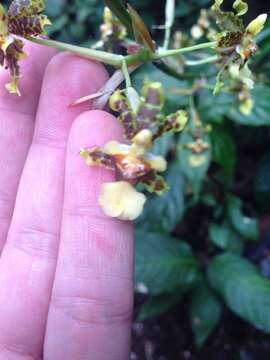 Image de Oncidium bracteatum Warsz. & Rchb. fil.