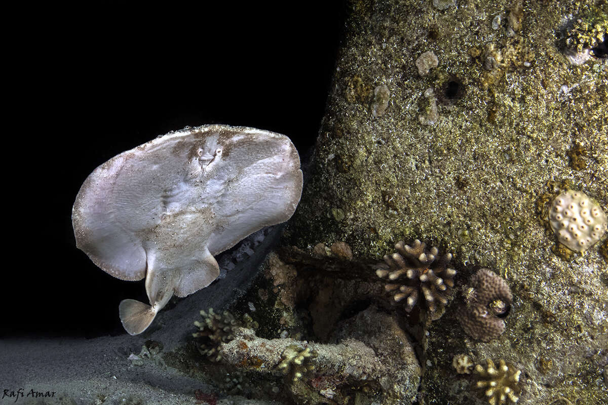 Image of Leopard Torpedo