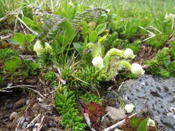 Image of Yellow Mountain-Heath