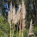 Image of Cortaderia nitida (Kunth) Pilg.