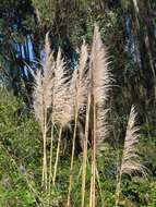 Cortaderia nitida (Kunth) Pilg.的圖片