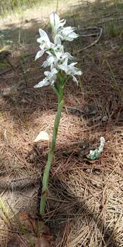 Image of Chloraea multiflora Lindl.