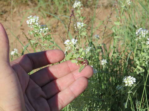 Image of Dimorphocarpa wislizenii (Engelm.) Rollins