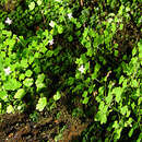 Image of Wimmerella hederacea (Sond.) Serra, M. B. Crespo & Lammers