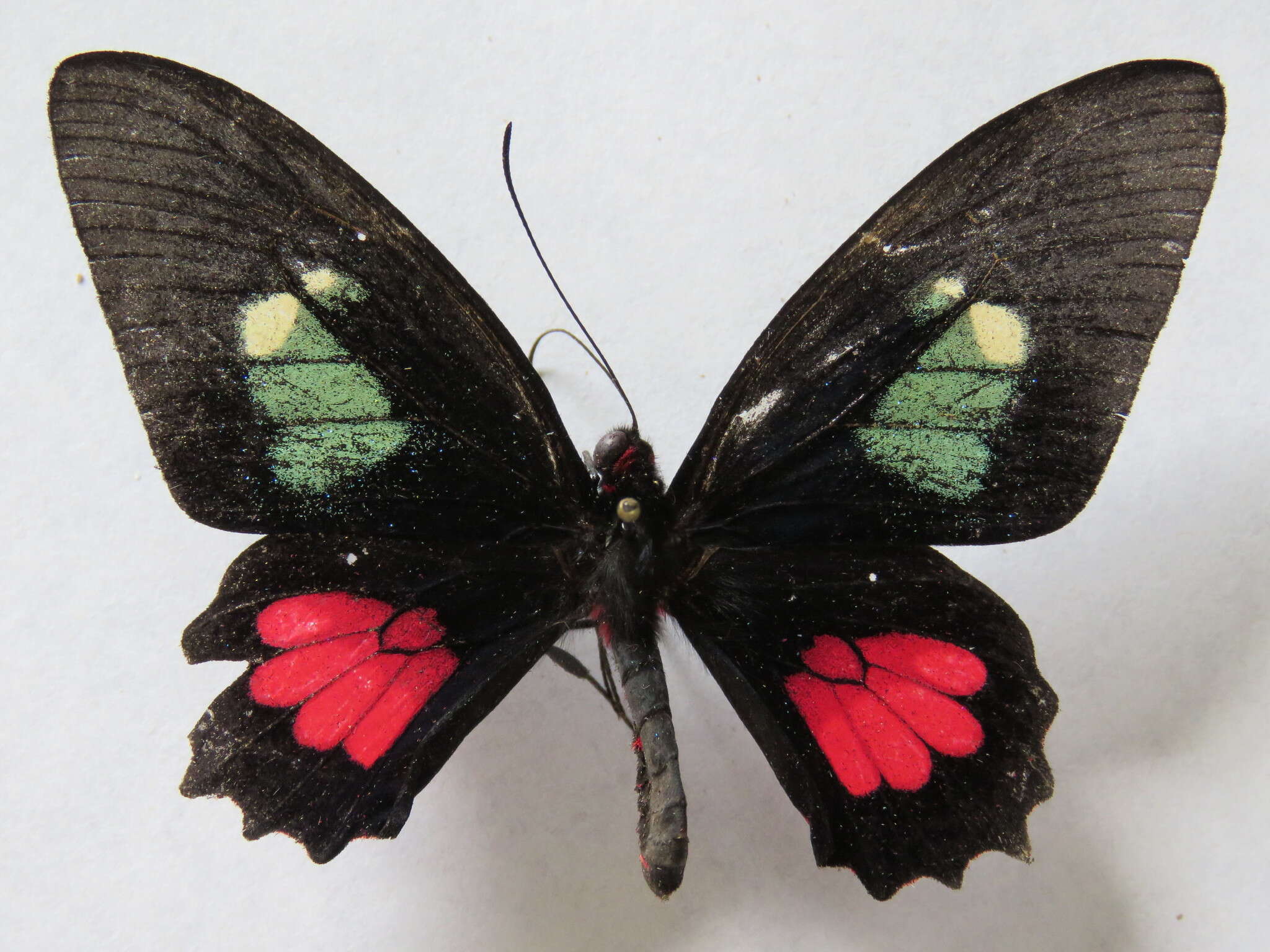 صورة <i>Parides eurimedes mylotes</i> (Bates 1861)