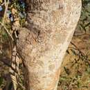 Image of Corymbia hamersleyana (D. J. Carr & S. G. M. Carr) K. D. Hill & L. A. S. Johnson