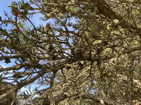 Image of Melaleuca cuticularis Labill.