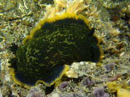 Image of Dendrodoris limbata (Cuvier 1804)