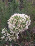 Image of Hakea ruscifolia Labill.