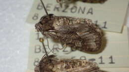 Image of Dichonia convergens Schiffermüller 1775