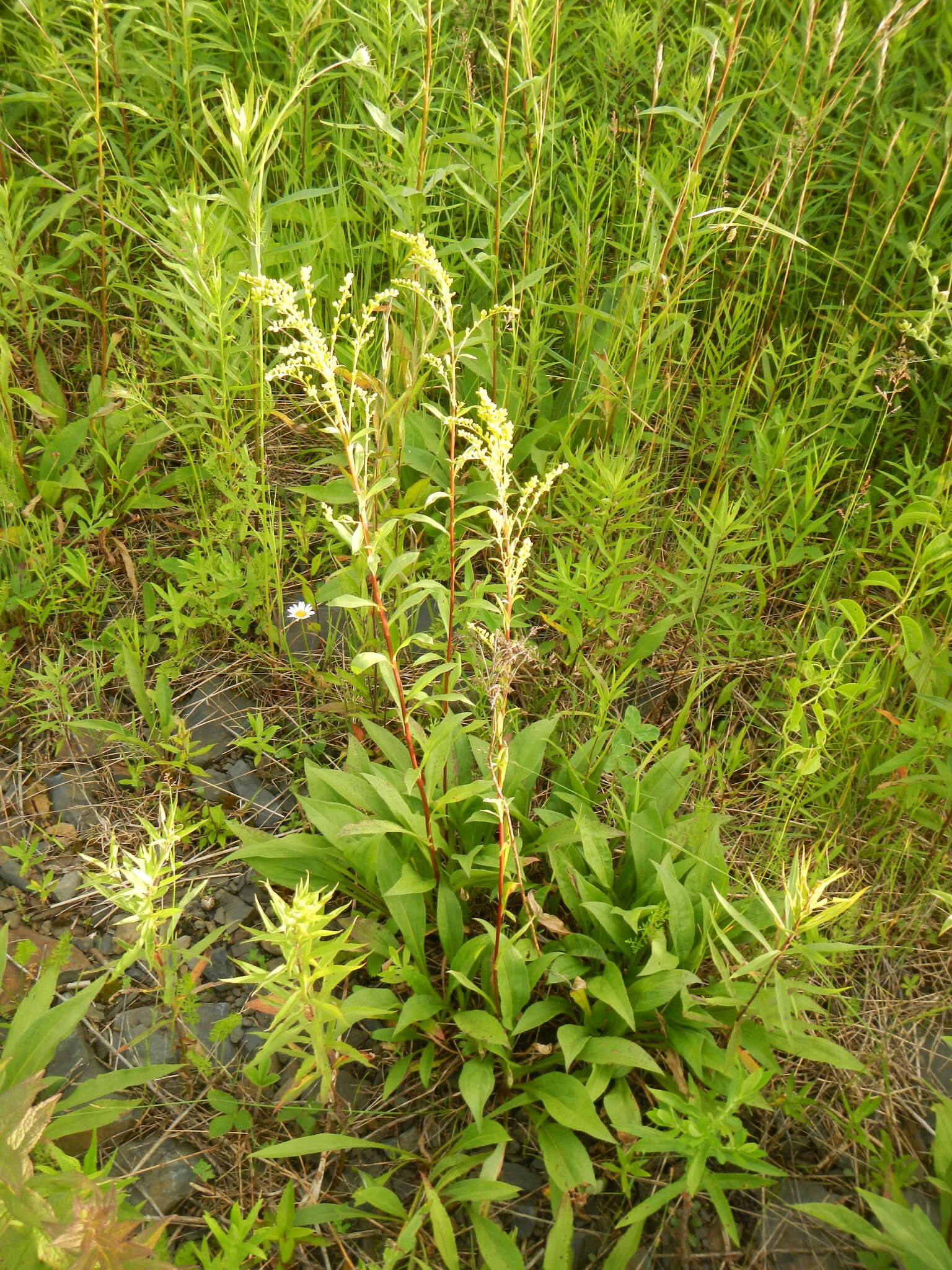 صورة Solidago juncea Ait.