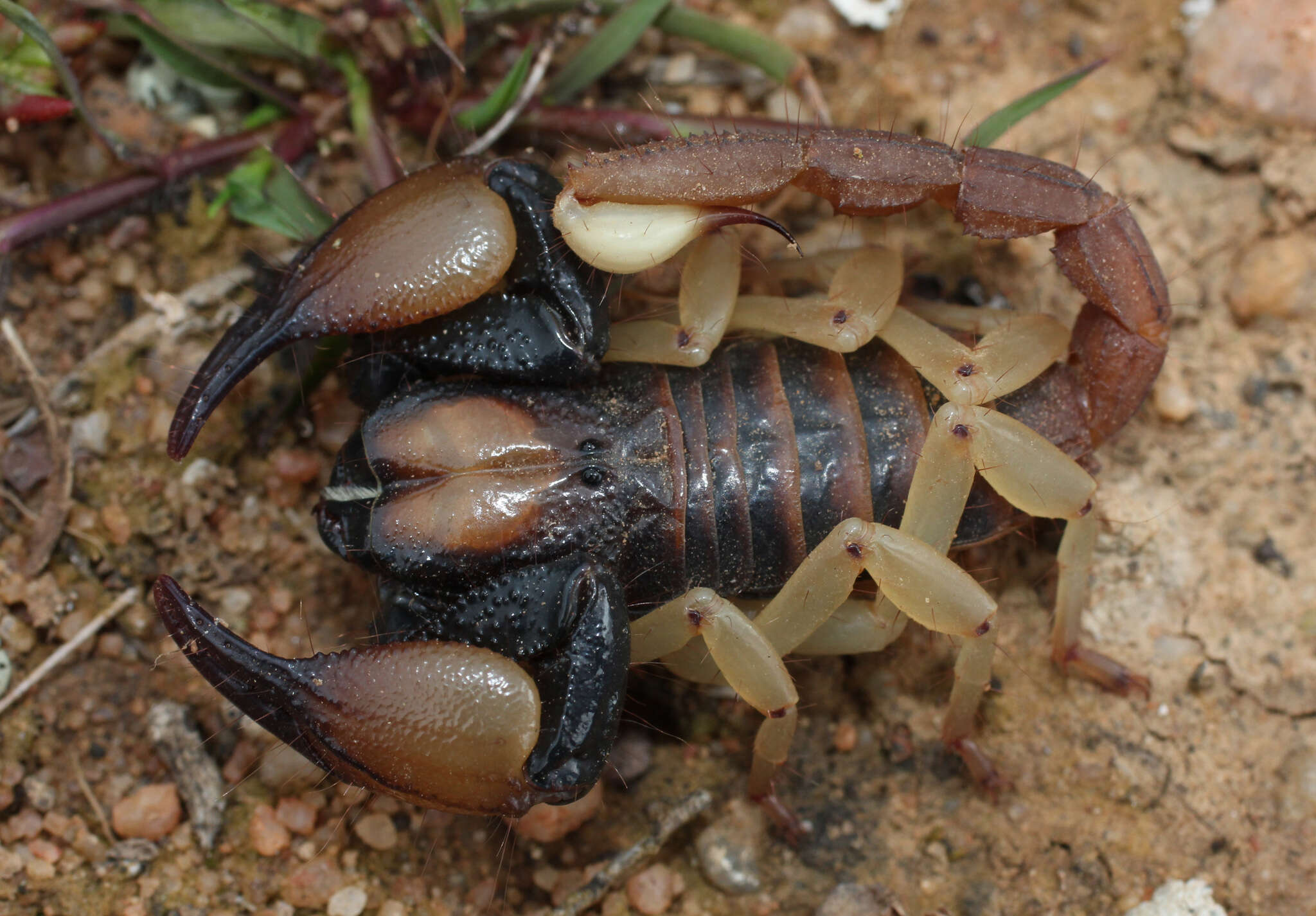 Opistophthalmus pallipes C. L. Koch 1842 resmi