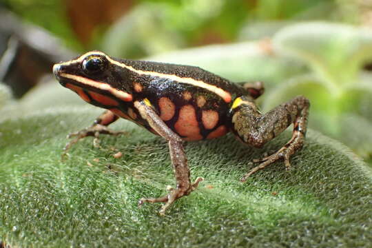 Image of Ameerega rubriventris (Lötters, Debold, Henle, Glaw & Kneller 1997)