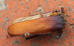 Image of Macrotoma palmata (Fabricius 1793)