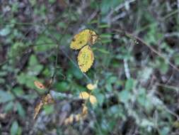 Imagem de Rosa gymnocarpa subsp. gymnocarpa