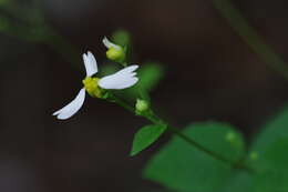 Image of Cossatot Mountain leafcup