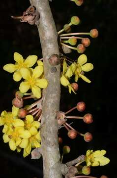 Imagem de Dillenia pentagyna Roxb.