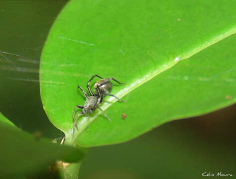 Image of Myrmecotypus niger Chickering 1937