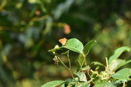 Image of Bibasis jaina formosana Fruhstorfer 1911