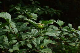 Image de Crataegus cuneata Sieb. & Zucc.