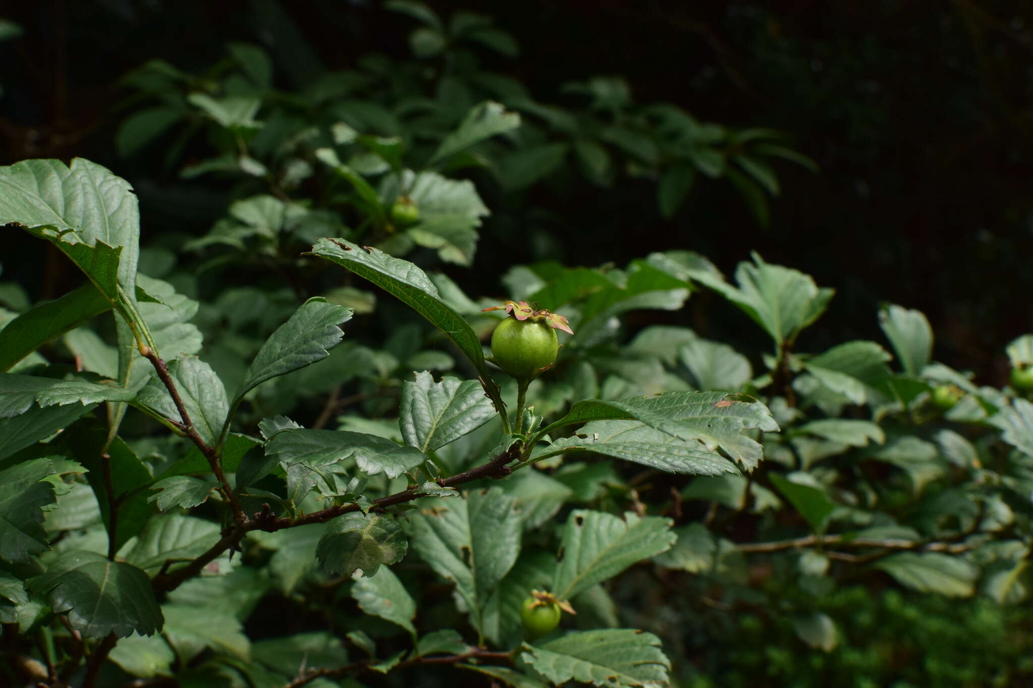 Image de Crataegus cuneata Sieb. & Zucc.