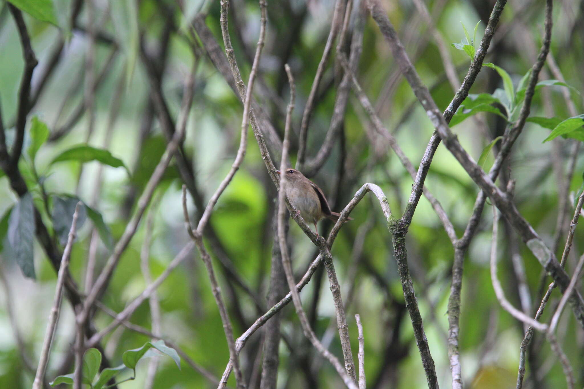 Image of Brown-flanked Bush Warbler