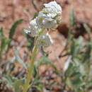 Oreocarya breviflora Osterhout的圖片