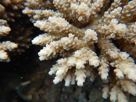 Image of Staghorn coral