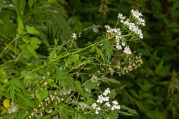 Image of big-leaf yarrow