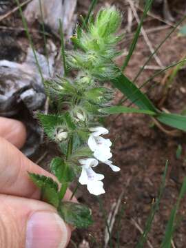 Stachys natalensis Hochst. resmi