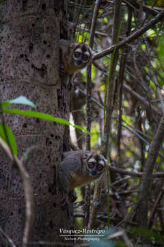 Image of Brumback's Night Monkey