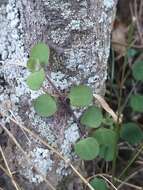 Image of Chenopodium allanii Aellen