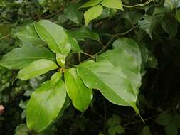 Image of Mussaenda arcuata Poir.