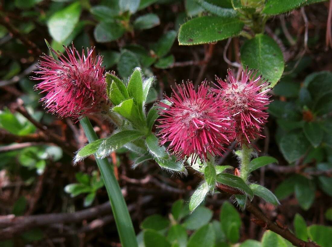 Image of Salix alpina Scop.