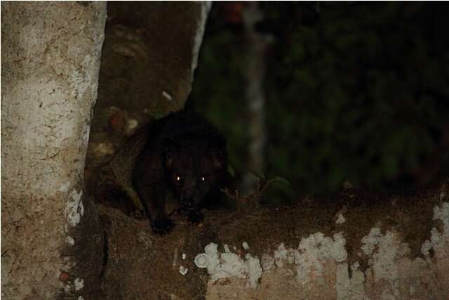 Image of Brown Palm Civet