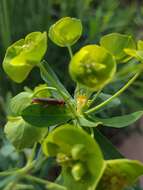 Image of Leafy Spurge Stem Boring Beetle