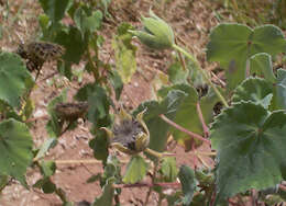 Image of Abutilon grandiflorum G. Don