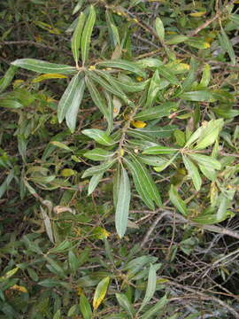 Salix lasiolepis Benth. resmi