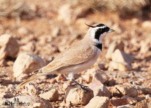 Image of Temminck's Horned Lark