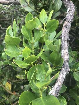 Image of Round-leaved Poison-bush