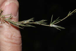 Image of Spergularia fasciculata Phil.