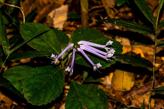 Plectranthus hilliardiae Codd的圖片