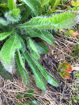 صورة Hieracium alpinum L.