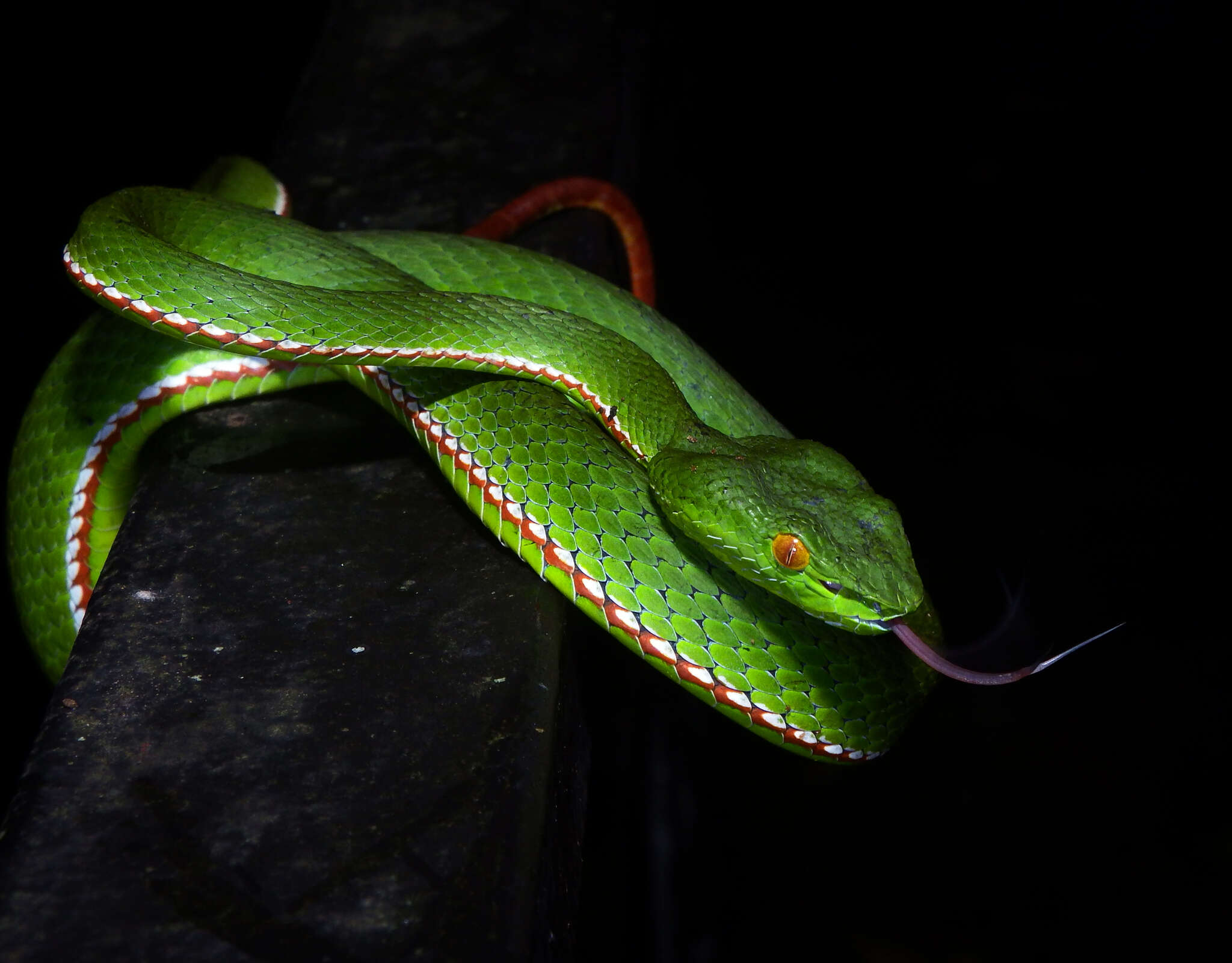 Image of Trimeresurus gumprechti David, Vogel, Pauwels & Vidal 2002