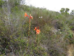 صورة Watsonia stenosiphon L. Bolus