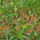 Image of Indigofera daleoides Harv.