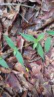 Image of Mandevilla subsagittata (Ruiz & Pav.) R. E. Woodson